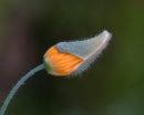 Emerging_Orange_Poppy_Flower